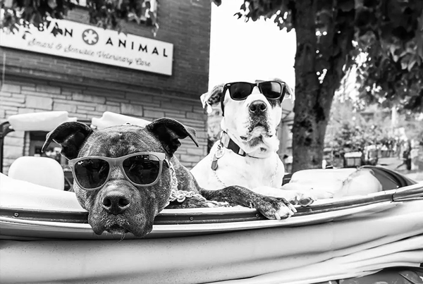 Urban Animal: CareTrack